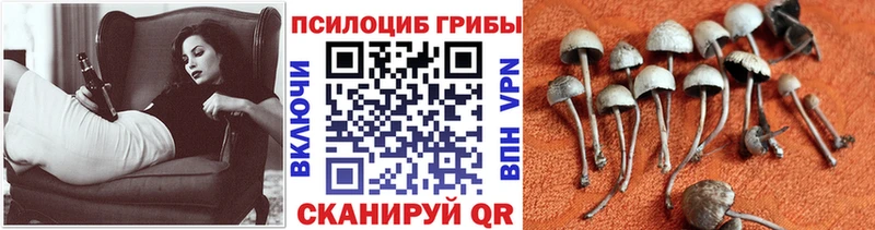 Псилоцибиновые грибы ЛСД  Махачкала 
